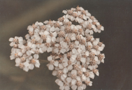 scan0021.tif